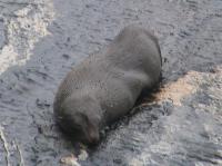 Albums/20060200-New Zealand 2006/20060211-Milford Sound/31